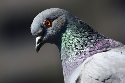 Carrier-Pigeon