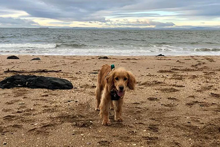 Dog-on-beach