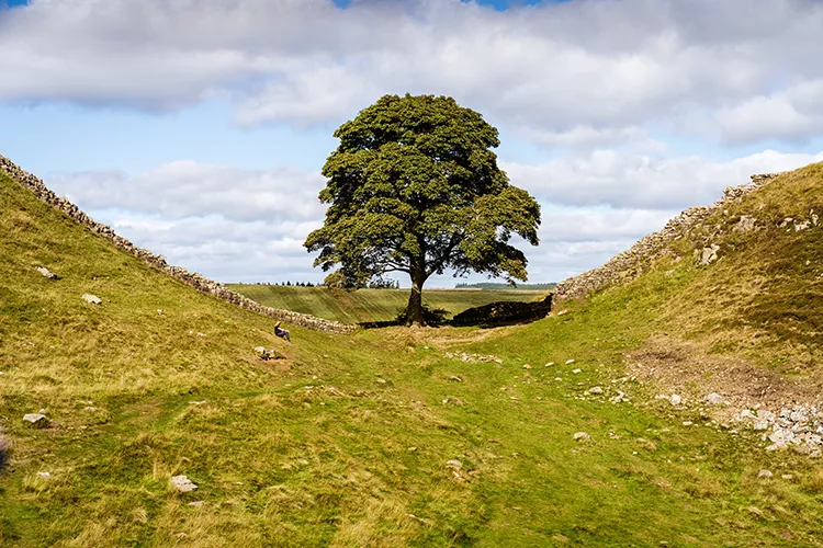 Sycamore Gap tree at Hadrians Wall